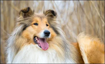 Quelle est la race de « Lassie, chien fidèle » ?