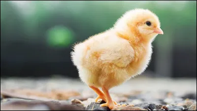 Combien de temps un uf de poule met-il pour éclore ?