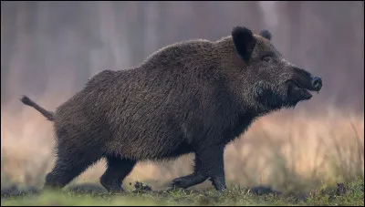 Comment appelle-t-on la femelle du sanglier ?