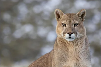 Quelle est la durée de vie d'un puma dans son habitat naturel ?