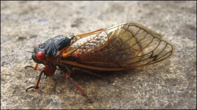 Quel verbe décrit le chant de la cigale ?