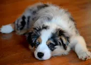Quiz Les chiens