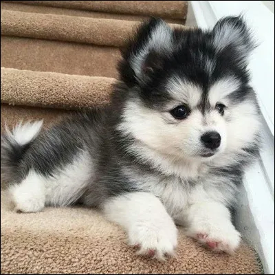 Où peut-on adopter des chiens ?