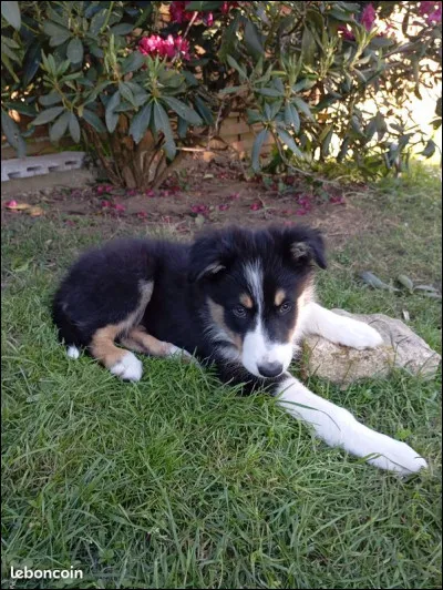 Peut-on voir des annonces pour acheter des chiens sur leboncoin ?