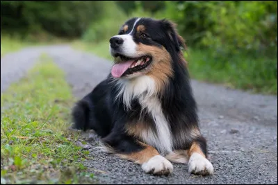 De quelle race est ce chien ?