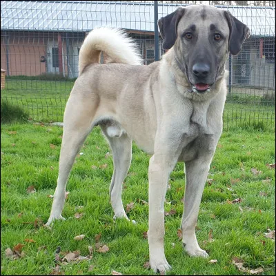 Existe-t-il des très grands chiens ?