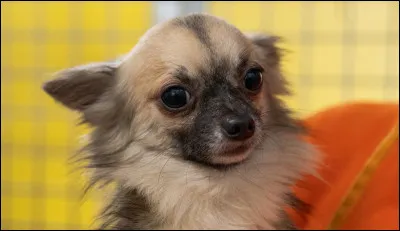 De quelle race est ce chien ?