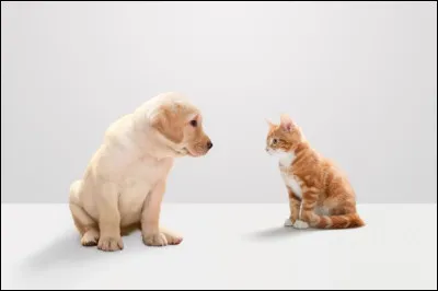 Tous les chiens détestent les chats.