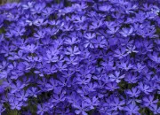 Quiz Code couleur ''violet'' !