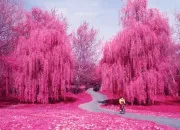 Quiz Code couleur ''rose'' !