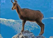 Quiz Le chamois en culture g !