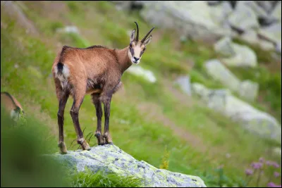 Les chamois ne boivent presque jamais deau.