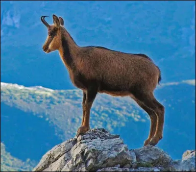 Où vivent principalement les chamois ?