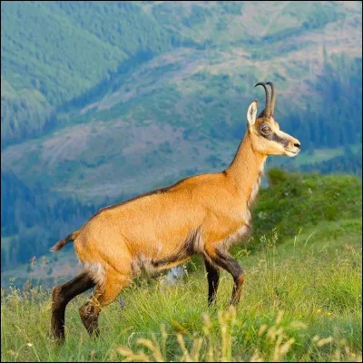 Où peut-on croiser des chamois à l'état sauvage ?