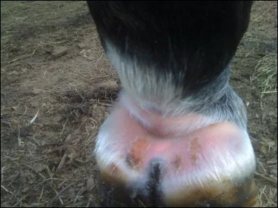 Comment cette partie s'appelle-t-elle ?