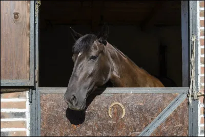 Les principaux types de litière sont...