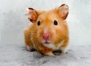 Quiz Vrai/faux sur le hamster dor