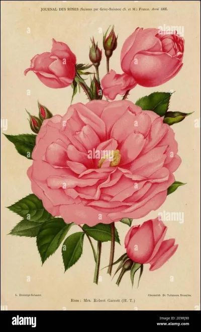 Mandres est-elle la premi&egrave;re, la deuxi&egrave;me ou la troisi&egrave;me capitale des roses du "pays des roses" (surnom de la Brie fran&ccedil;aise) ?
