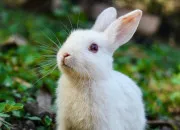 Quiz Les animaux