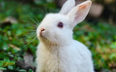 Quiz Animaux
