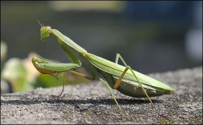 Quel est cet étrange animal ?