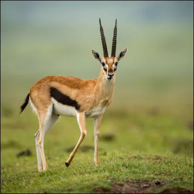 Quel est cet animal ?