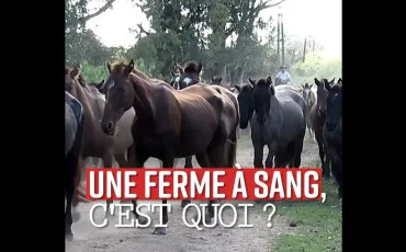 Quiz Animaux