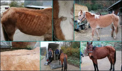 Et combien de juments étaient exploitées là-bas ?