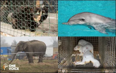 D&eacute;j&agrave;, quels animaux sont maltrait&eacute;s dans les fermes &agrave; sang ?