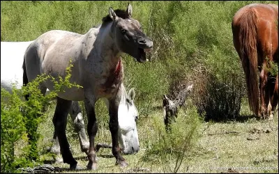 Pourquoi sont-elles élevées ?
