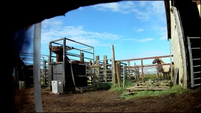 Combien de litres de sang sont prélevés sur les juments chaque jour ?