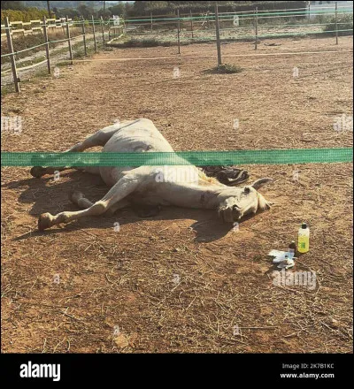 Que font-ils des juments blessées ?