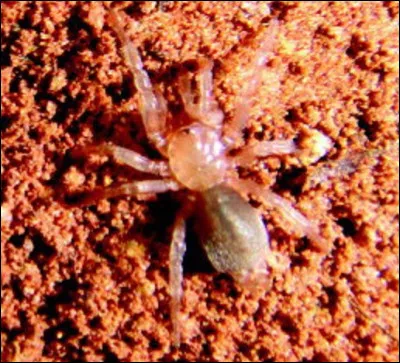 ''Tonton'' est un genre d'araignée, originaire de quel pays dAmérique du Sud ?