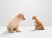 Test Es-tu un chien ou un chat ?