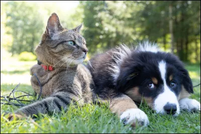Est-ce que tu préfères les chiens ou les chats ?
