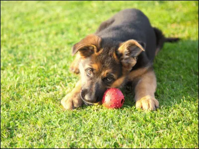 Préfères-tu jouer ou explorer ?