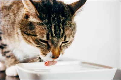 Le lait ou leau ? Que préfères-tu ?