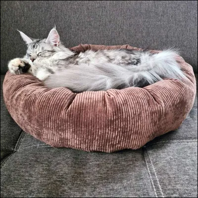 Un panier ou une niche ? Que préfères-tu ?