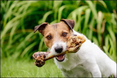 Préfères-tu les os ou les poissons ?