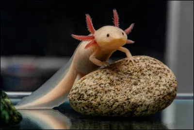 Vrai ou faux ? L'axolotl peut se guérir lui-même d'un cancer avec 100 % de chances de réussite ?