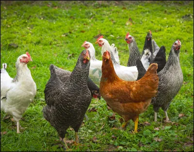 Quel est l'animal le plus touché par le cancer ?