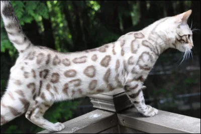 Que deviendra son premier chaton, Esprit de Tempête ?