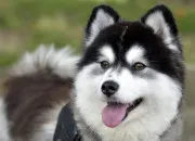 Test Es-tu un chien de race ou un chien hybride ?