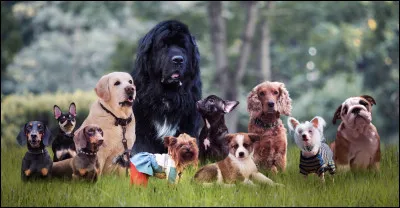 Est-ce que tu préfères les chiens de race ou les chiens hybrides ?