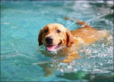 Quel chien préfères-tu ?