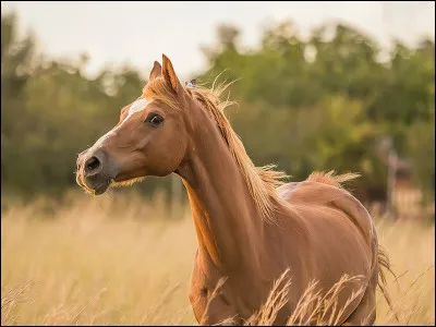 À l’état sauvage, que fait un cheval en cas de danger ?