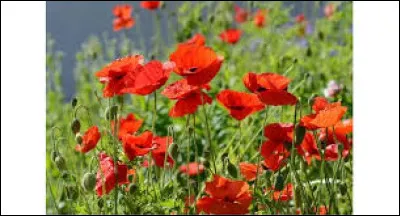 Quel est l'âge de départ à la retraite d'un chien policier ?