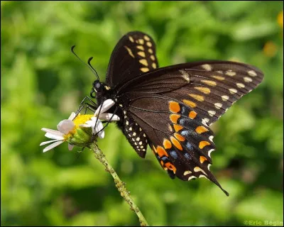 Quel est l'autre nom du papillon du céleri ?
