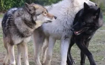 Quiz Loups