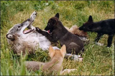 A quel âge les petits sont-ils sevrés ?